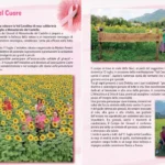 Il Campo del Cuore 2026 | Rassegna Stampa Cuore di Donna